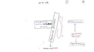 Ficha de estudos: Artigo 304 NCPC